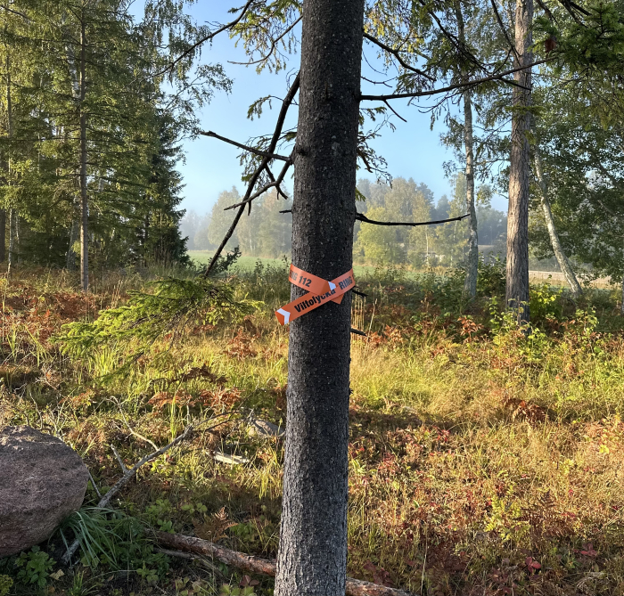 Träd som markerats med en viltremsa